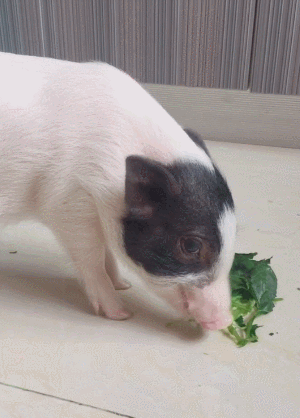 猪吃食的动图图片