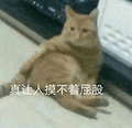 萌宠 猫咪 真让人摸不着屁股 呆萌 可爱