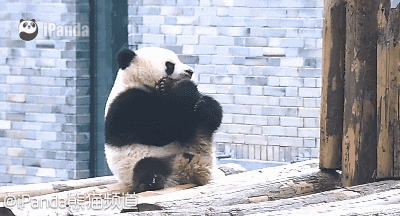 大熊猫国宝吃竹子gif动图
