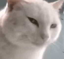 萌宠 猫咪 笑 呆萌 可爱