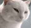 萌宠 猫咪 笑 呆萌 可爱