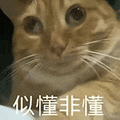 萌宠 猫咪 似懂非懂 呆萌 可爱