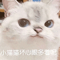 萌宠 猫咪 小猫猫坏心眼多着呢 呆萌 可爱