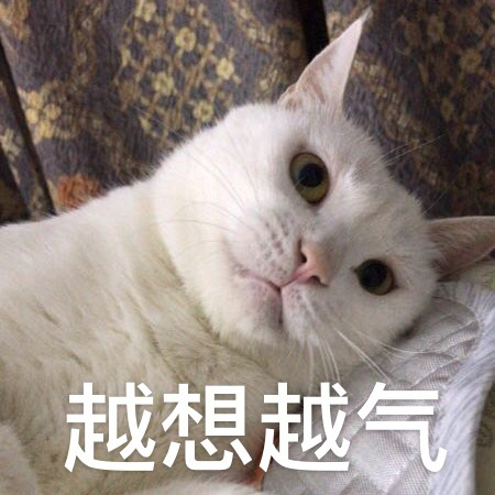 萌宠gif猫星人gif越想越气gif生气gif呆萌gif可爱gif