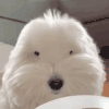 萌宠 狗狗 小眼睛 呆萌 可爱