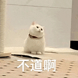 萌寵 貓咪 不道啊 呆萌 可愛