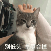 沙雕猫