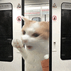 萌宠 猫咪 打 呆萌 可爱