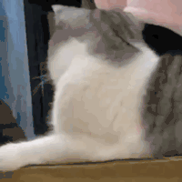 萌宠 猫咪 盯 呆萌 可爱