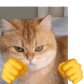 萌宠 猫咪 打拳 呆萌 可爱