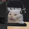 萌宠 猫 呆萌 可爱