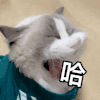 萌宠 猫咪 哈 呆萌 可爱