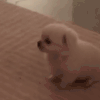 萌宠 狗狗 无辜 呆萌 可爱