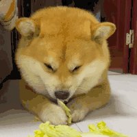 萌宠 狗狗 咬 呆萌 可爱