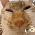 萌宠 猫咪 咖啡 呆萌 可爱