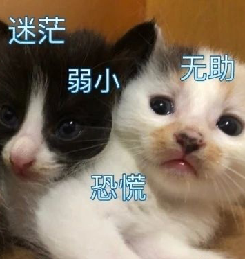 萌宠 猫星人 迷茫 弱小 无助 呆萌 可爱