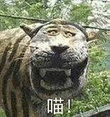 萌宠 猫咪 喵 呆萌 可爱