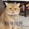 萌宠 猫咪 给爷爬开 呆萌 可爱