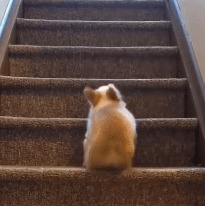 萌宠 狗 上楼梯 呆萌 可爱