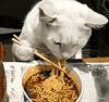 萌宠 猫咪 事已至此先吃饭吧 呆萌 可爱