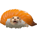 萌宠 猫咪 寿司 呆萌 可爱
