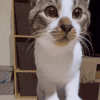 萌宠 猫咪 摇摆 呆萌 可爱