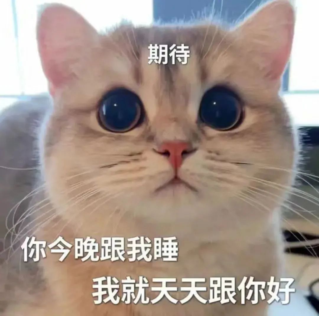 期待的表情包小猫图片