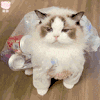 萌宠 猫咪 呆萌 可爱