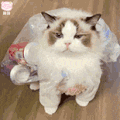 萌宠 猫咪 呆萌 可爱