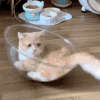 萌宠 猫咪 打滚 呆萌 可爱