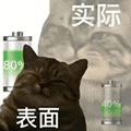 萌宠 猫咪 表面实际 呆萌 可爱