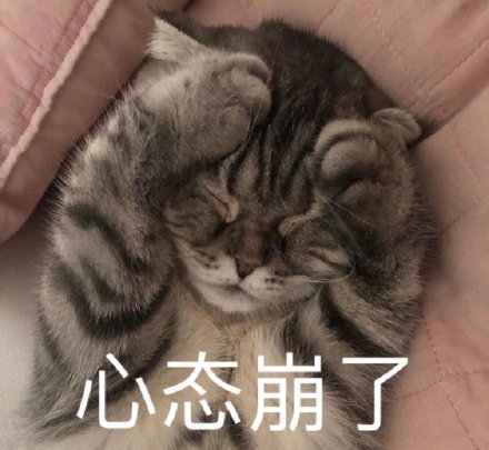 猫咪无奈的表情包图片图片