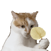 萌宠 猫咪 扇子 呆萌 可爱