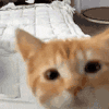 萌宠 猫咪 盯 呆萌 可爱