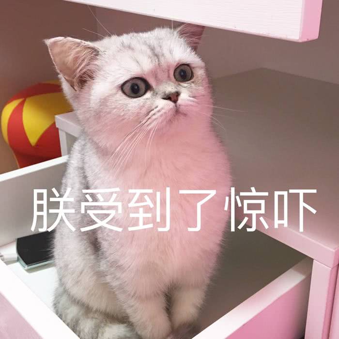 萌宠 猫星人 受到了惊吓 害怕 呆萌 可爱