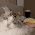 萌宠 猫咪 抚摸 呆萌 可爱