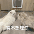 萌宠 猫咪 我不想理你 呆萌 可爱