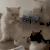 萌宠 猫咪 变猪 呆萌 可爱