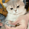 萌宠 猫咪 疼 呆萌 可爱