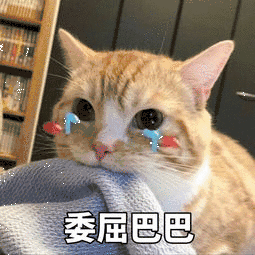 流泪小猫表情包图片