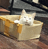 萌宠 猫咪 困了 呆萌 可爱