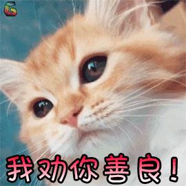 劝你善良gif我劝你善良gif