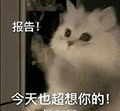 萌宠 猫咪 今天也超想你的 呆萌 可爱