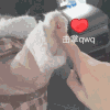 萌宠 猫咪 击掌 呆萌 可爱