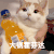 萌宠 猫咪 大锅霍芬达 呆萌 可爱