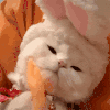 萌宠 猫咪 睡觉 呆萌 可爱
