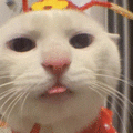 萌宠 猫咪 吐舌 呆萌 可爱