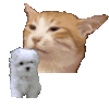 萌宠 猫咪 舔 呆萌 可爱