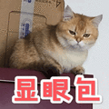 显眼包 沙雕 搞笑 逗 猫咪