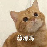 萌宠 猫咪 尊嘟吗 呆萌 可爱